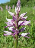 Orchis militaris подвид stevenii. Соцветие. Крым, Долгоруковская яйла. 3 июня 2012 г.