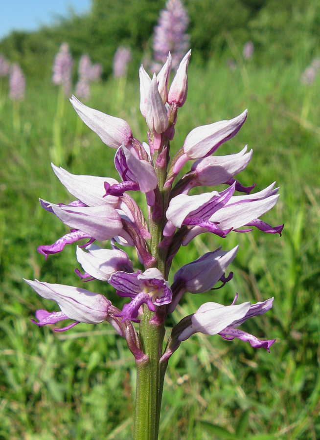 Image of Orchis militaris ssp. stevenii specimen.