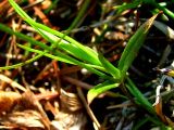 genus Stellaria. Листья. Республика Саха (Якутия), Томпонский р-н, с. Кескил. 10.06.2012.