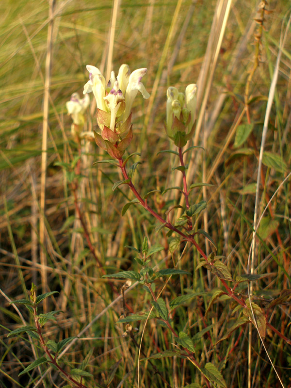 Изображение особи Scutellaria creticola.