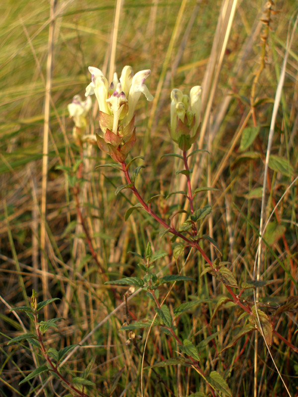Image of Scutellaria creticola specimen.