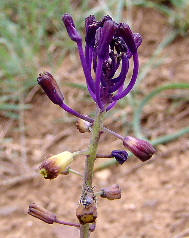 Изображение особи Leopoldia caucasica.