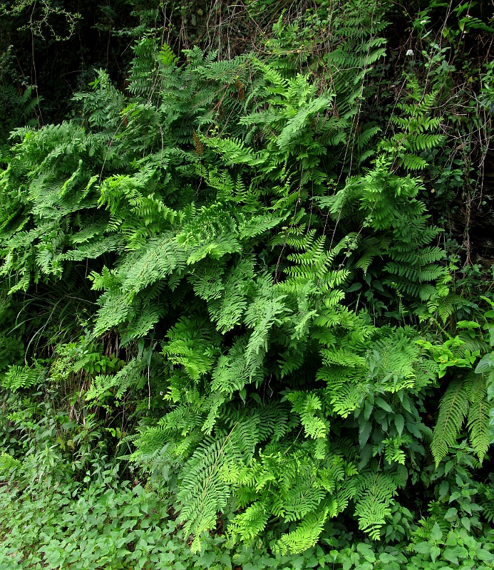 Изображение особи Osmunda regalis.