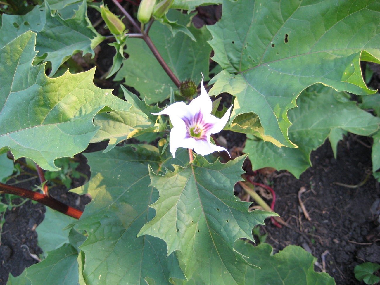 Изображение особи Datura stramonium.