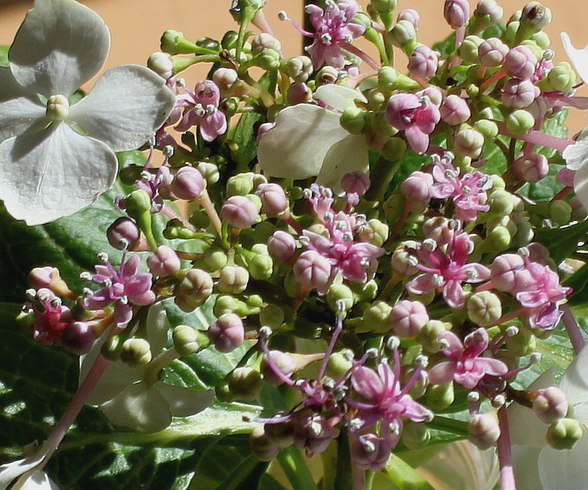 Изображение особи Hydrangea macrophylla.