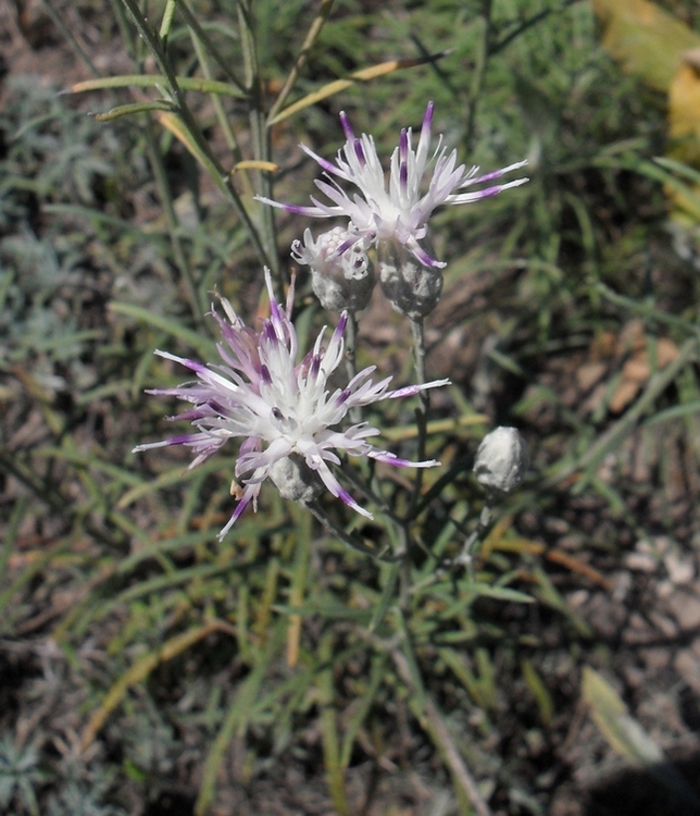 Image of Jurinea stoechadifolia specimen.