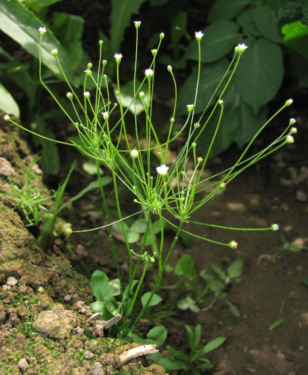 Image of Androsace filiformis specimen.