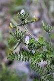 Astragalus neolipskyanus