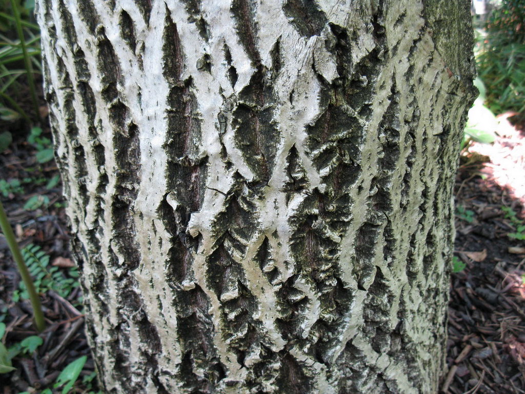 Image of Juglans regia specimen.