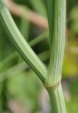 Apiaceae