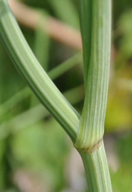 Изображение особи семейство Apiaceae.