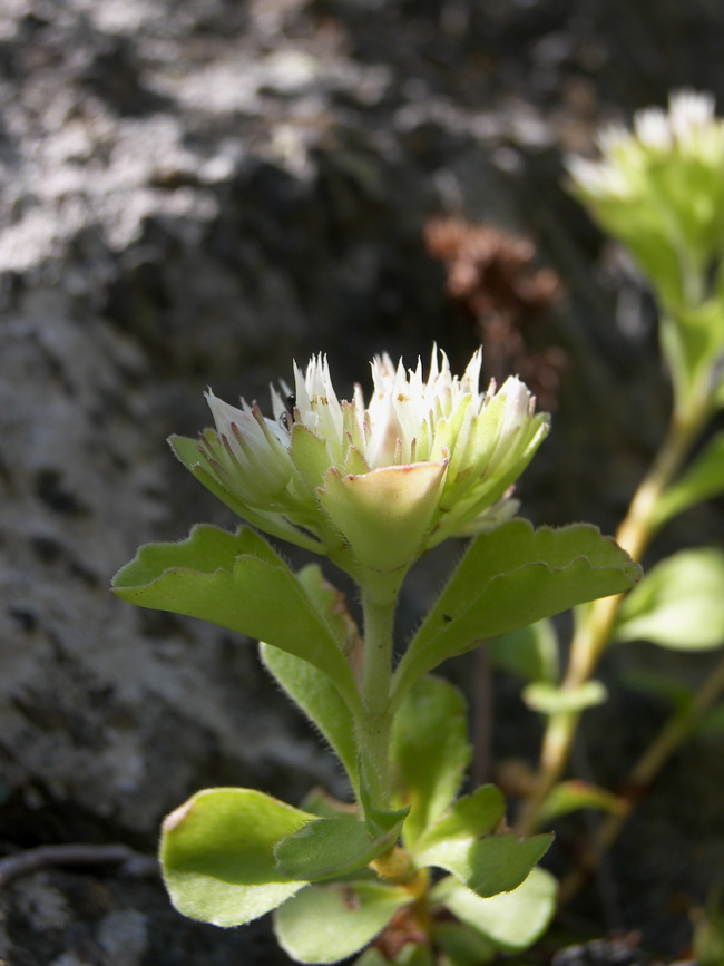 Изображение особи Sedum involucratum.