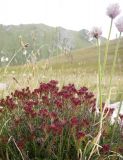 Rhodiola coccinea. Плодоносящее растение. Казахстан, Заилийский Алатау, Каргалинское ущелье. 31 июля 2012 г.