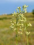 Silene wolgensis