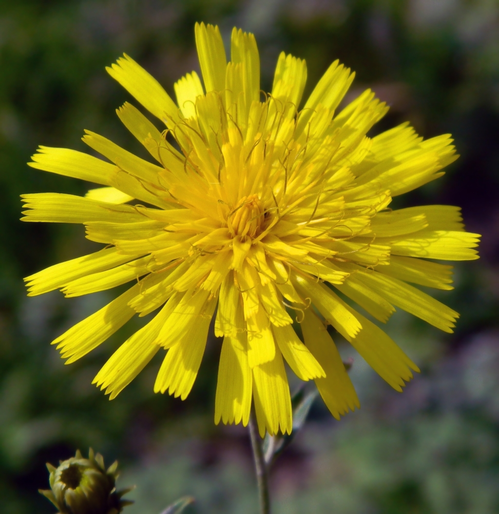 Изображение особи Hieracium umbellatum.