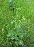 Rumex confertus
