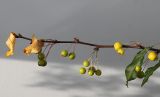 Malus toringo. Часть веточки с созревающими плодами. Германия, г. Кемпен, в культуре. 17.09.2012.