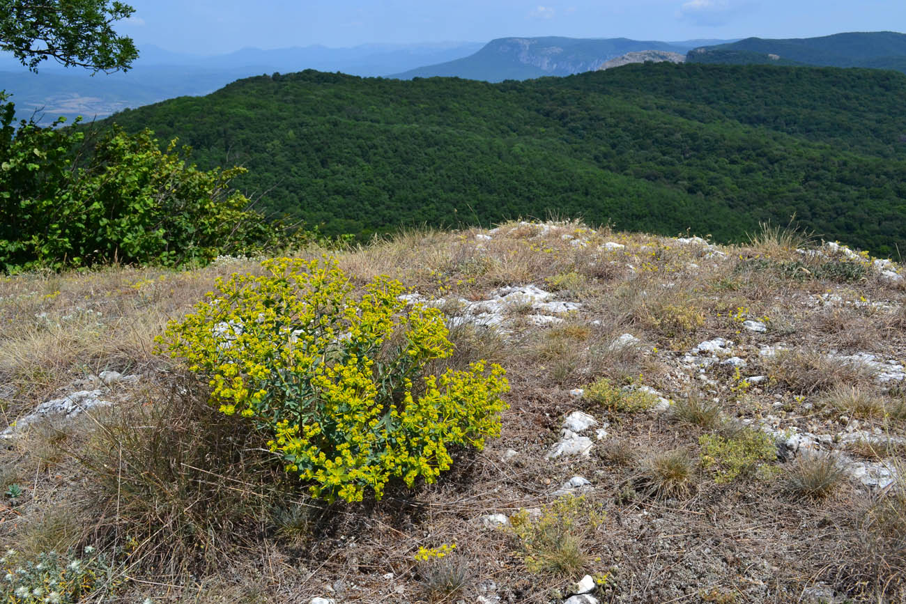 Image of Euphorbia pseudoglareosa specimen.