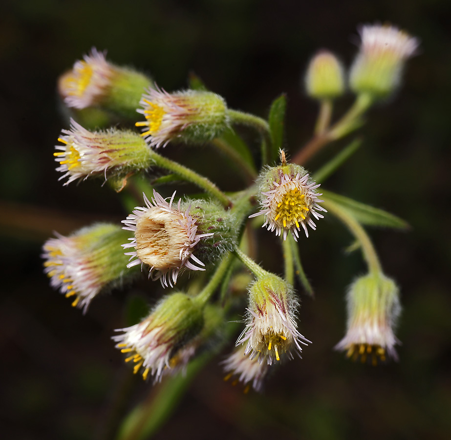 Image of Erigeron acris specimen.