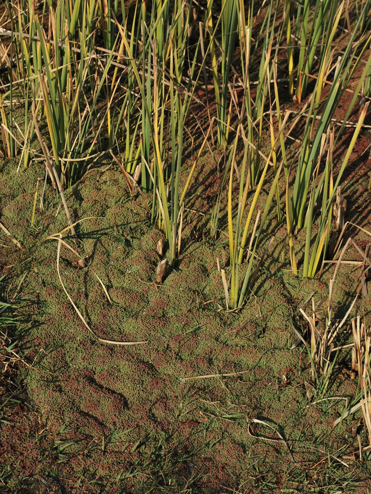 Изображение особи Azolla filiculoides.