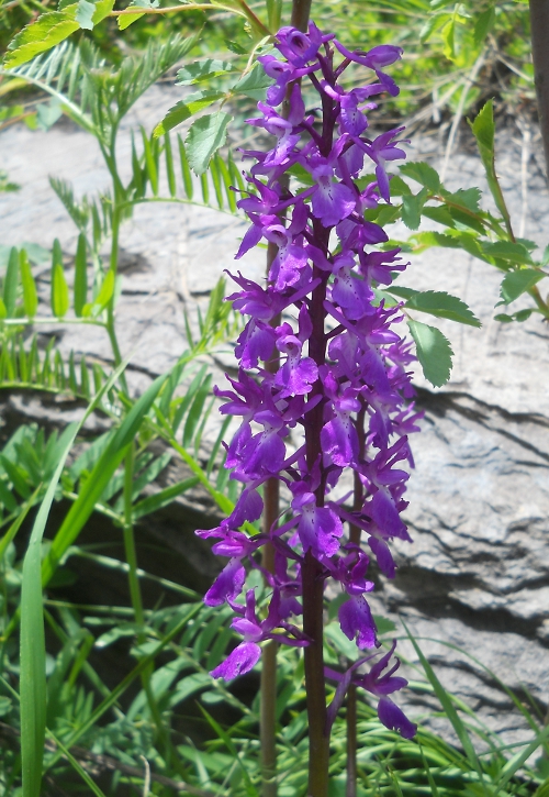 Изображение особи Orchis mascula.