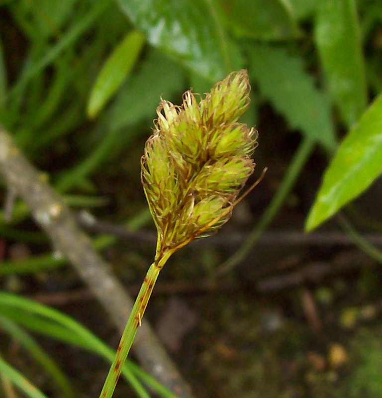 Image of Carex leporina specimen.