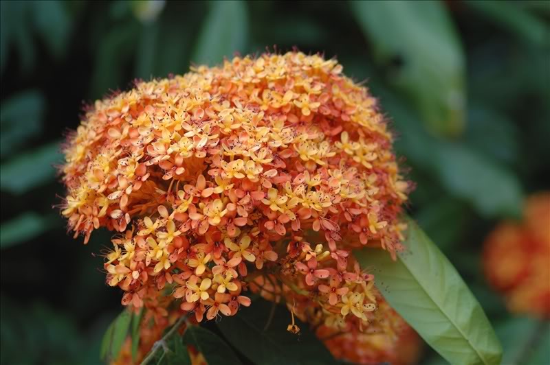 Image of Saraca indica specimen.