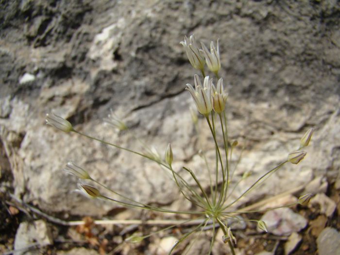 Изображение особи Allium elegans.