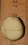 Macadamia tetraphylla. Ядро орешка. Израиль, Шарон, г. Герцлия, киббуц Глиль Ям, в культуре. Собрано в августе 2012 г.