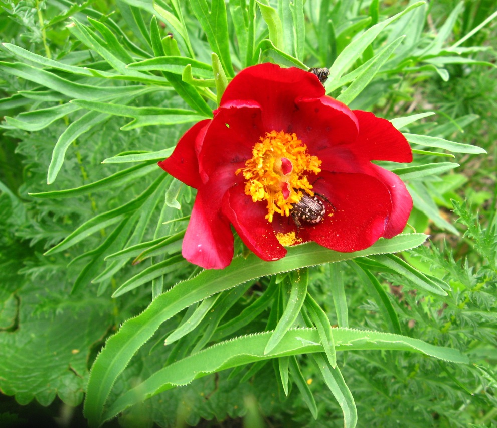 Image of Paeonia tenuifolia specimen.