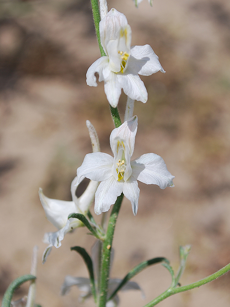 Изображение особи Delphinium camptocarpum.