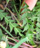 Taraxacum erythrospermum. Листья. Крым, Карадагский заповедник, подножие хребта Беш-Таш. 4 апреля 2013 г.