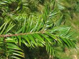 Torreya californica