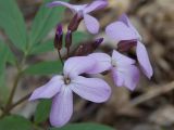 Cardamine quinquefolia. Цветки и бутоны. Украина, Харьковская область, окрестности пос. Песочин. 20.04.2013.