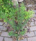 Conyza bonariensis. Цветущее растение. Израиль, г. Беэр-Шева, тротуар. 05.05.2013.