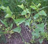 Aristolochia clematitis