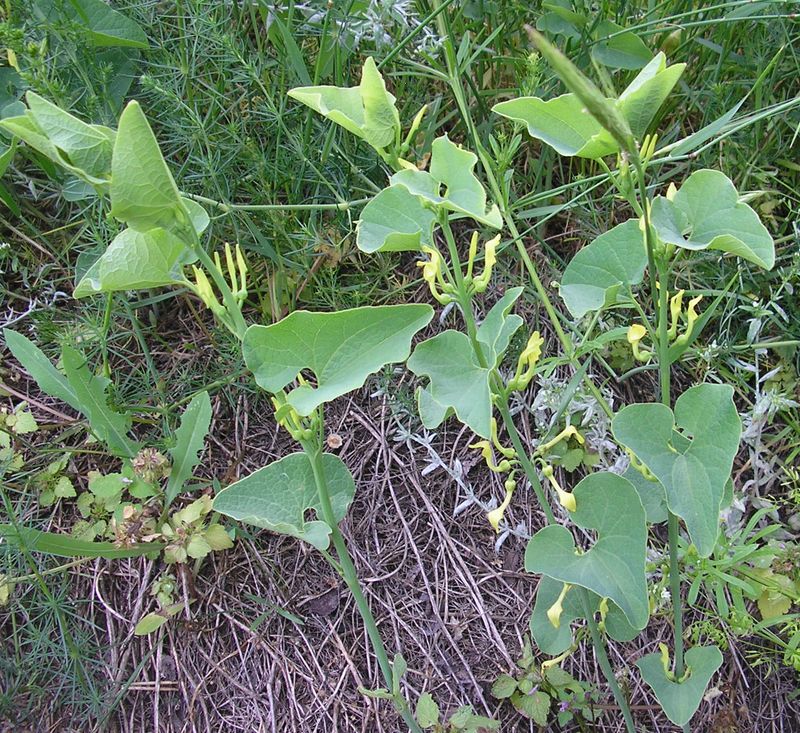 Image of Aristolochia clematitis specimen.