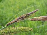 Image of taxon representative. Author is Андрей Комраков