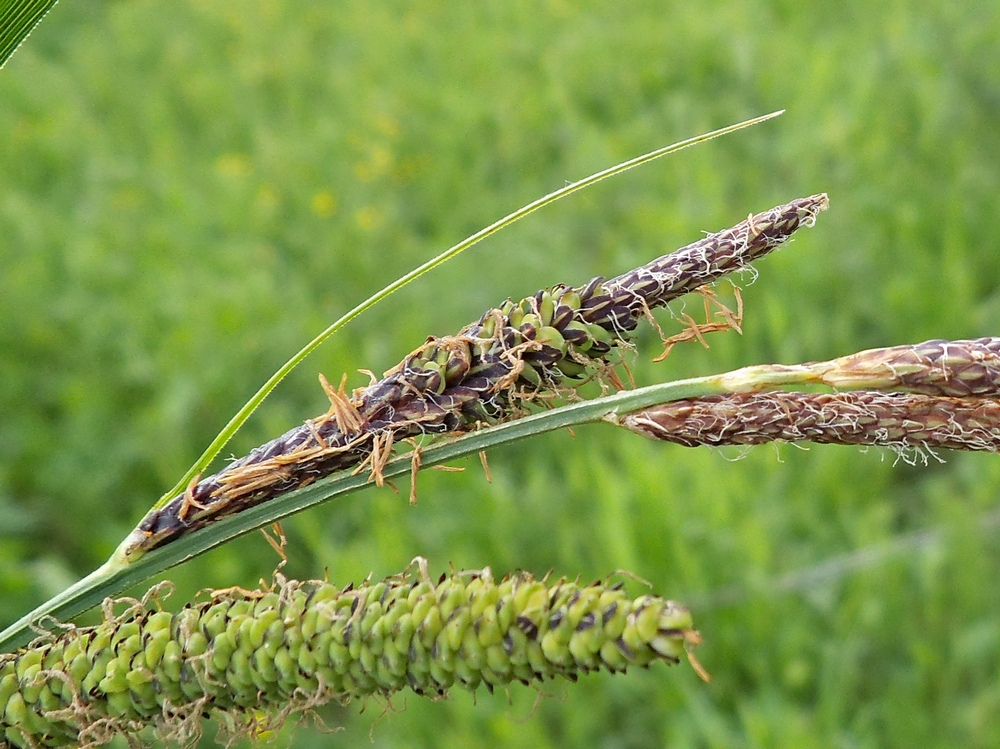 Изображение особи Carex acuta.