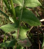 Crepis rhoeadifolia