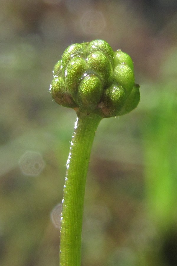 Image of Ranunculus trichophyllus specimen.