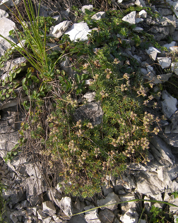 Image of Androsace barbulata specimen.