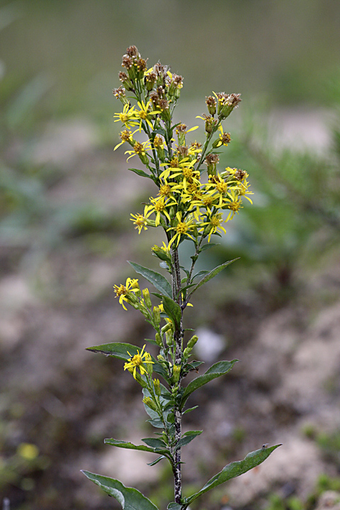 Image of Solidago virgaurea specimen.