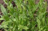 Camelina sativa