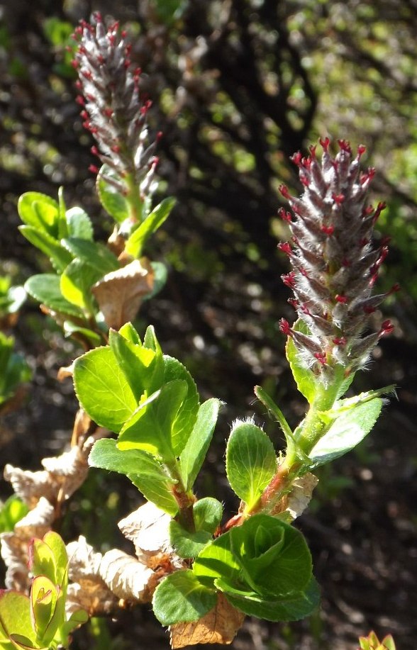 Image of Salix myrsinites specimen.