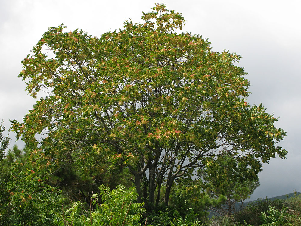 Изображение особи Ailanthus altissima.