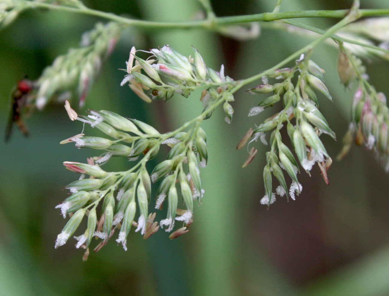 Изображение особи Phalaroides arundinacea.