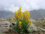 Corydalis gortschakovii. Цветущее растение. Узбекистан, Ташкентская обл., Чаткальский заповедник; Чаткальский хребет, верховье р. Ташкескен, ≈ 3200 м н.у.м. 11.08.2013.