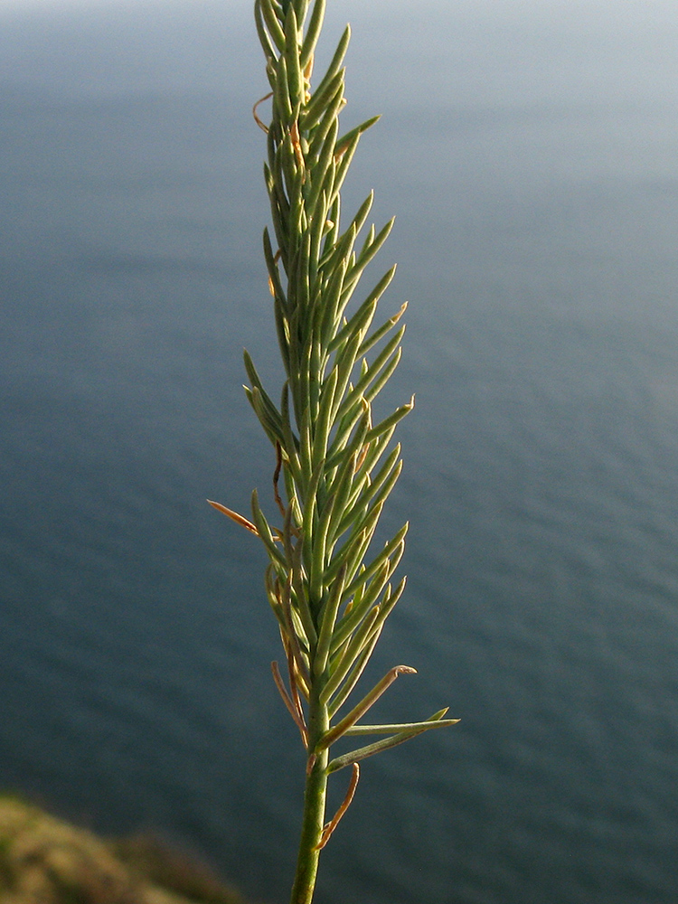 Image of Linum tenuifolium specimen.