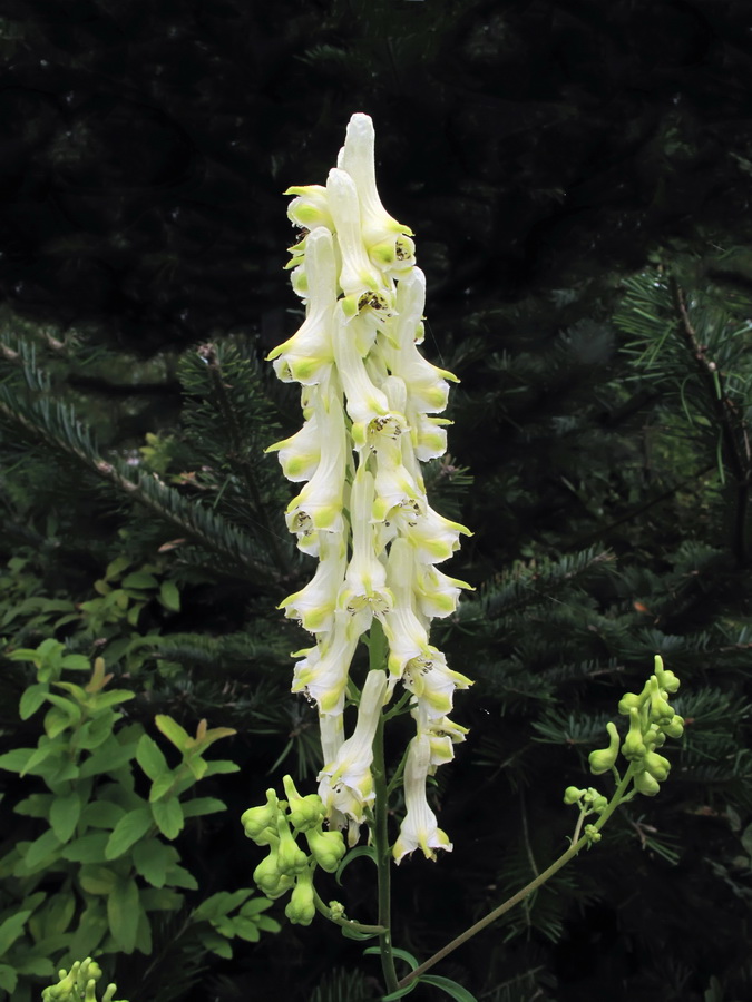 Изображение особи Aconitum kirinense.